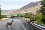 08-09-2015 - on a way to Omak
