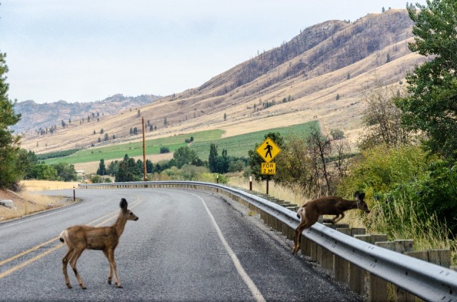 08-09-2015 - on a way to Omak
