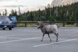 10-09-2015 - Glacier NP