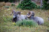 10-09-2015 - Glacier NP
