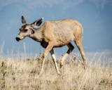 11-09-2015 - National Bison Range - ELK