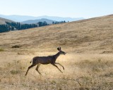 11-09-2015 - National Bison Range - ELK