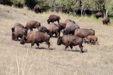 11-09-2015 - National Bison Range