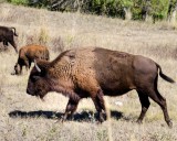 11-09-2015 - National Bison Range