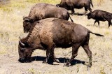 11-09-2015 - National Bison Range