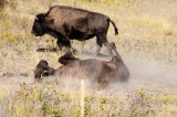 11-09-2015 - National Bison Range
