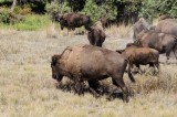 11-09-2015 - National Bison Range