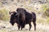 11-09-2015 - National Bison Range