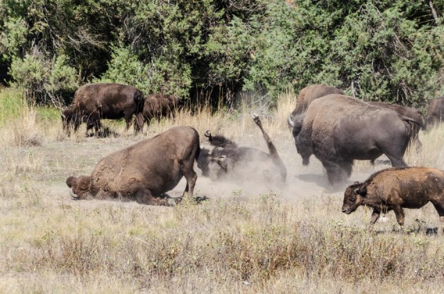 11-09-2015 - National Bison Range