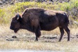 11-09-2015 - National Bison Range