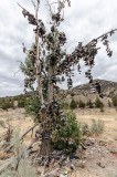 14-09-2015 - The shoe tree