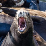 18-09-2015 Newport Bay Blvd - Sea Lions