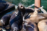 18-09-2015 Newport Bay Blvd - Sea Lions
