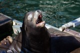 18-09-2015 Newport Bay Blvd - Sea Lions