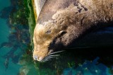 18-09-2015 Newport Bay Blvd - Sea Lions