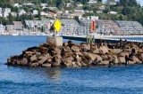 18-09-2015 Newport Bay Blvd - Sea Lions