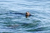 18-09-2015 Newport Bay Blvd - Sea Lions