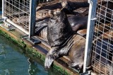 18-09-2015 Newport Bay Blvd - Sea Lions