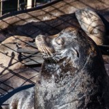18-09-2015 Newport Bay Blvd - Sea Lions