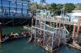 18-09-2015 Newport Bay Blvd - Sea Lions