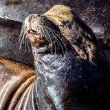 18-09-2015 Newport Bay Blvd - Sea Lions