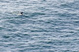 18-09-2015 Oregon Coast - Otter Rock walvis