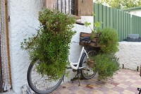 Corso