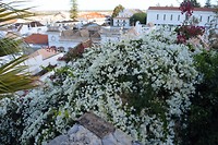 Tavira