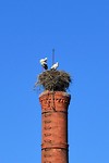 Ooievaarsnest midden in de stad