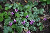 Wilde Cyclamen?