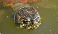 Schildpad