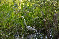 Reiger