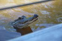 Alligator