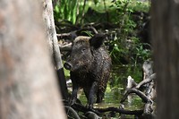 wild varken
