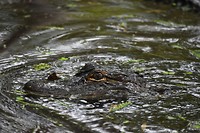 Alligator
