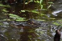 Alligator