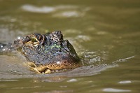 Alligator