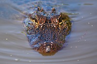 Alligator