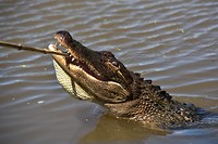 Alligator