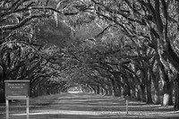 Oprijlaan Wormsloe