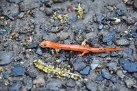 Salamander