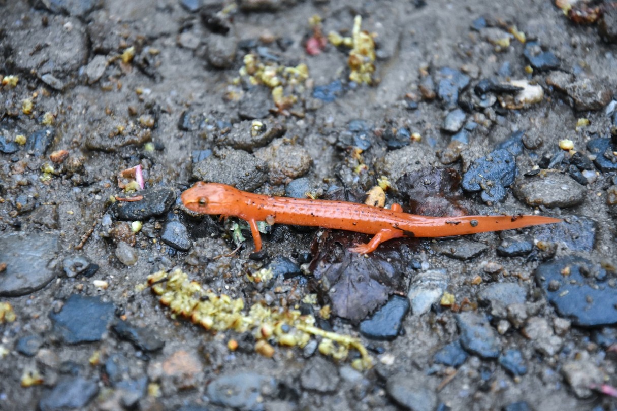 Salamander