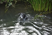 Water bij camping