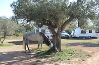Paard op de camping