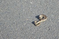Slang op de weg