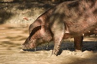 Tijdens de wandeling, wilde varkens