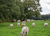 Limburgs landschap