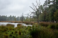 Wandeling meer Lunsveen