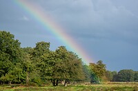 Regenboog