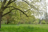 Arboretum